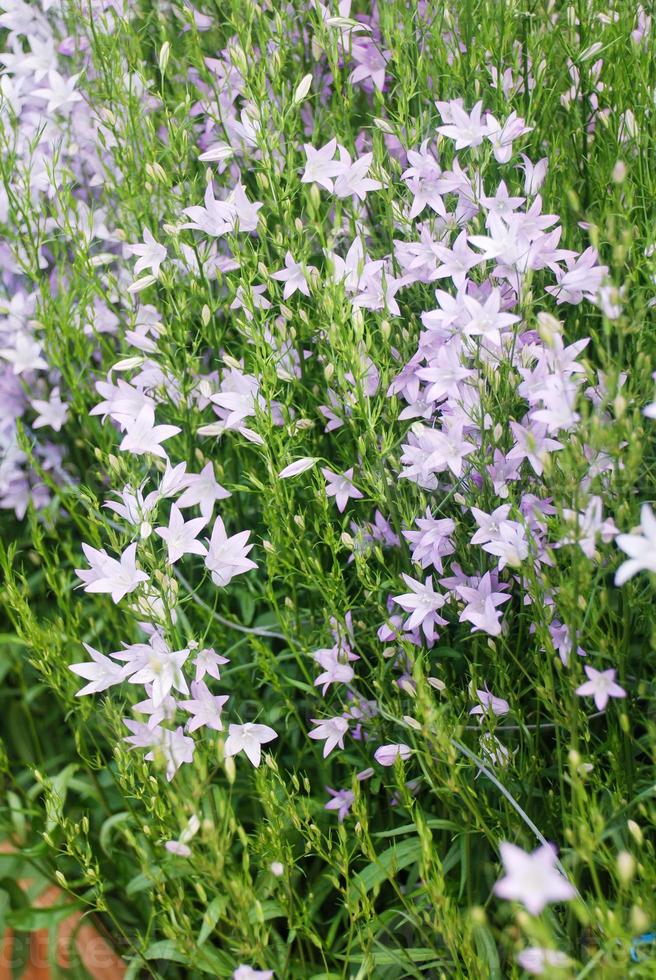 Light Purple Campanula flowers. Campanula Portenschlagiana photo