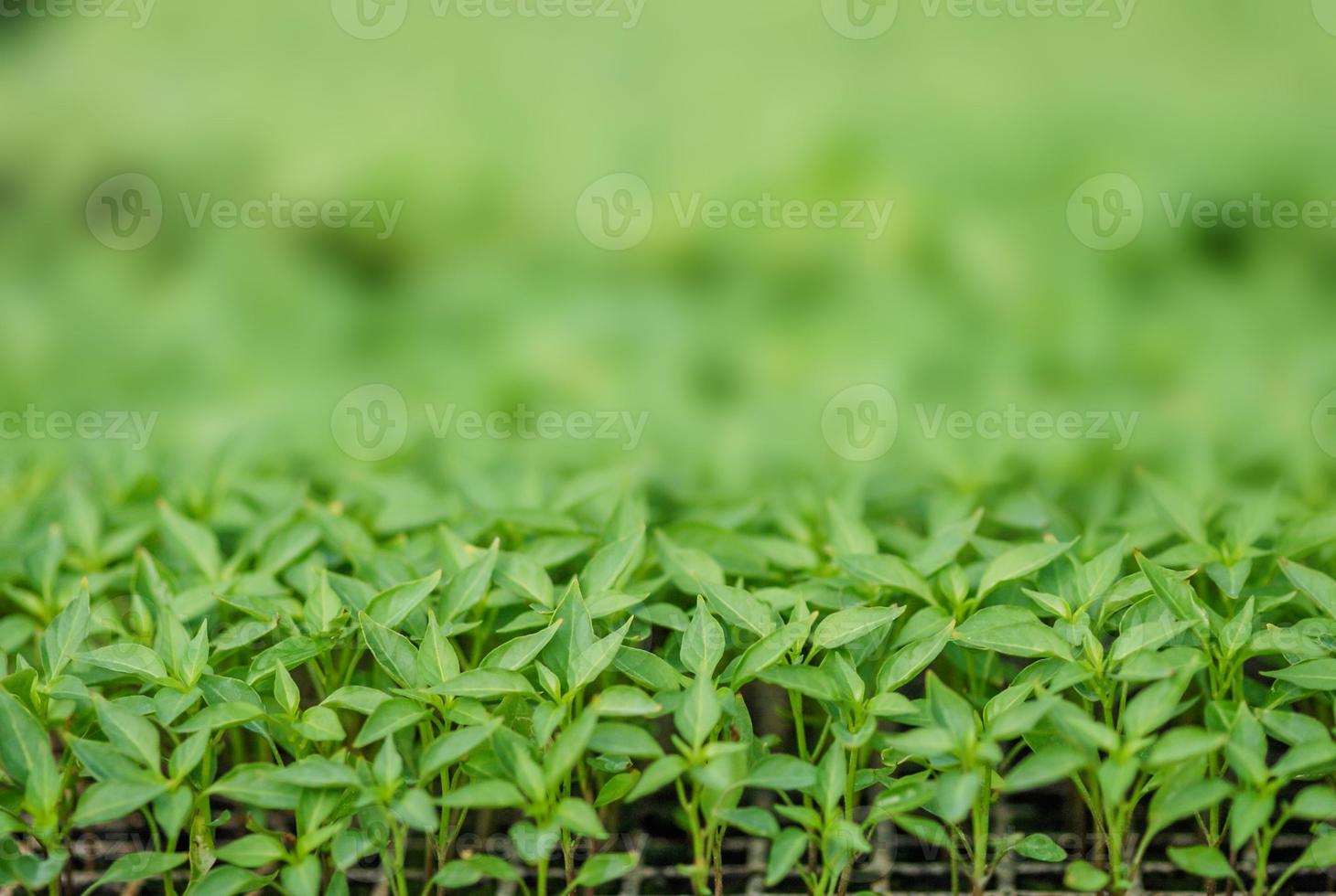 hileras de plántulas en macetas y plantas jóvenes, enfoque selectivo foto