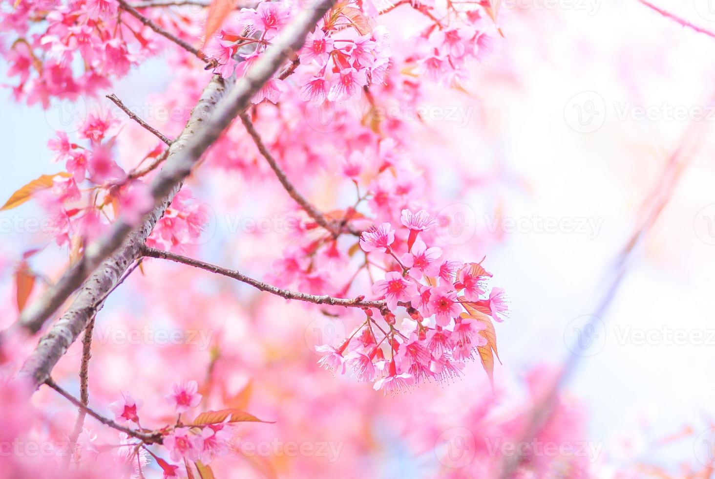 Cherry Blossom in spring with soft focus, unfocused blurred spring cherry bloom, bokeh flower background, pastel and soft flower background. photo