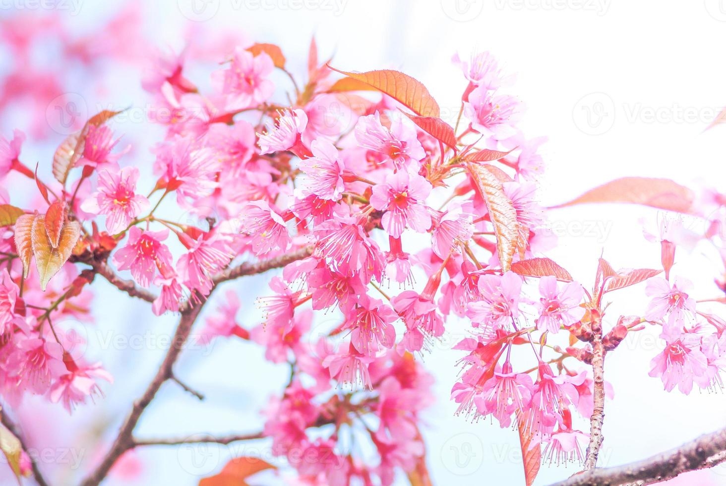 Cherry Blossom in spring with soft focus, unfocused blurred spring cherry bloom, bokeh flower background, pastel and soft flower background. photo