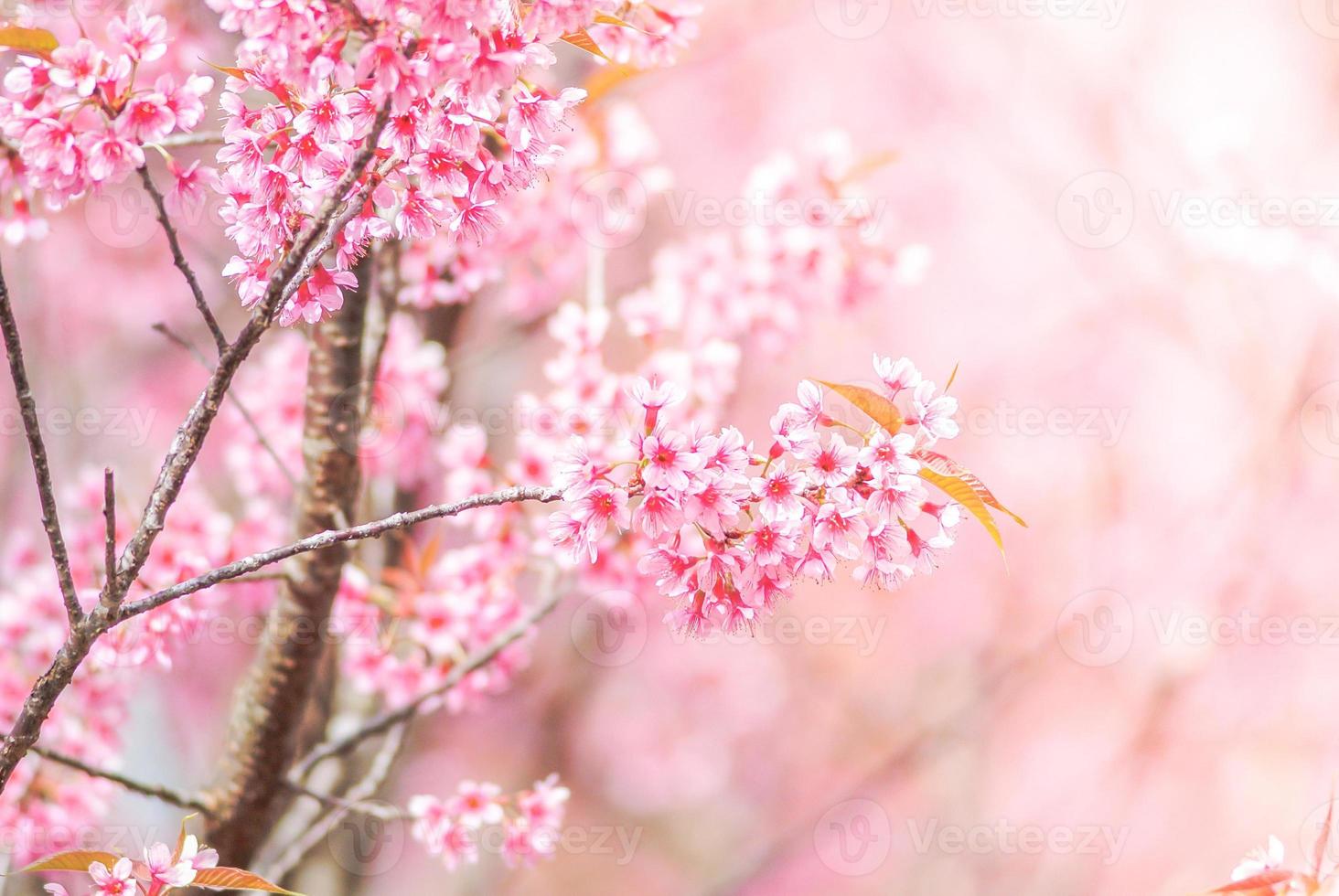 Cherry Blossom in spring with soft focus, unfocused blurred spring cherry bloom, bokeh flower background, pastel and soft flower background. photo