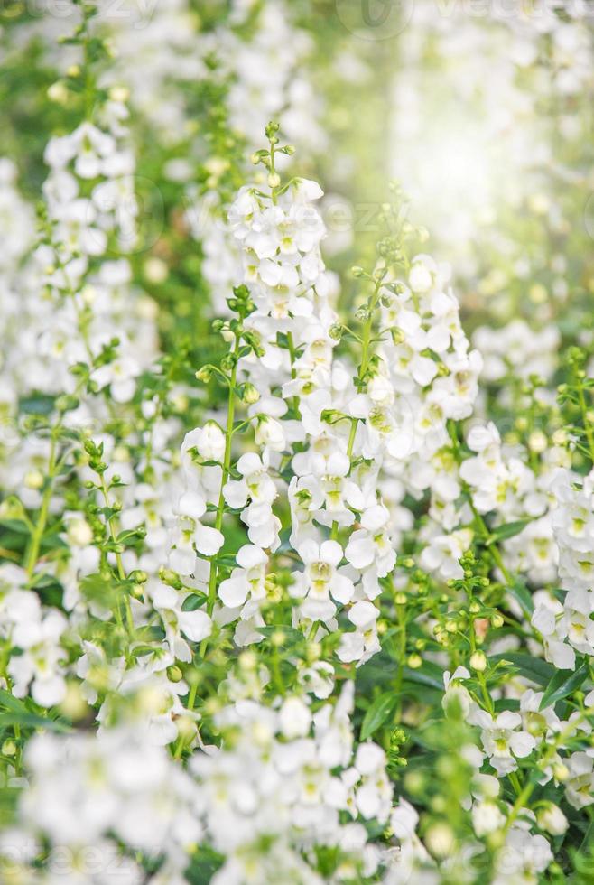 Angelonia flower, Angelonia goyazensis benth in the flower garden photo