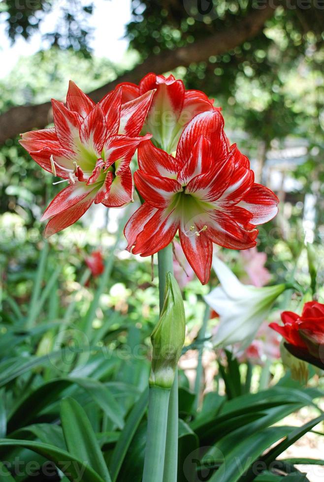 Amarylis flower, full bloom in a tropical botanical garden. Hippeastrum Amaryllis photo