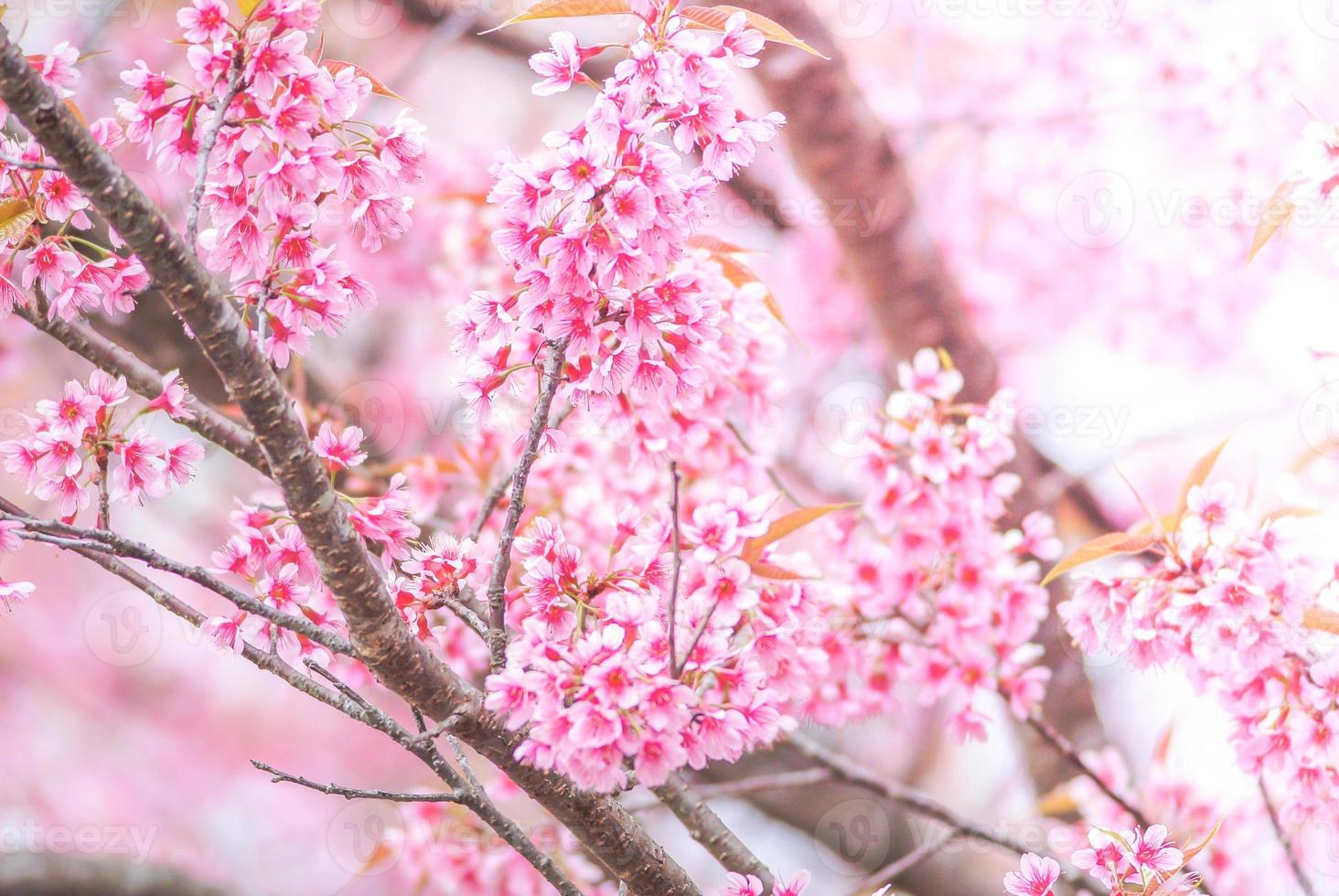 flor de cerezo en primavera con enfoque suave, flor de cerezo de primavera borrosa sin foco, fondo de flor de bokeh, fondo de flor pastel y suave. foto