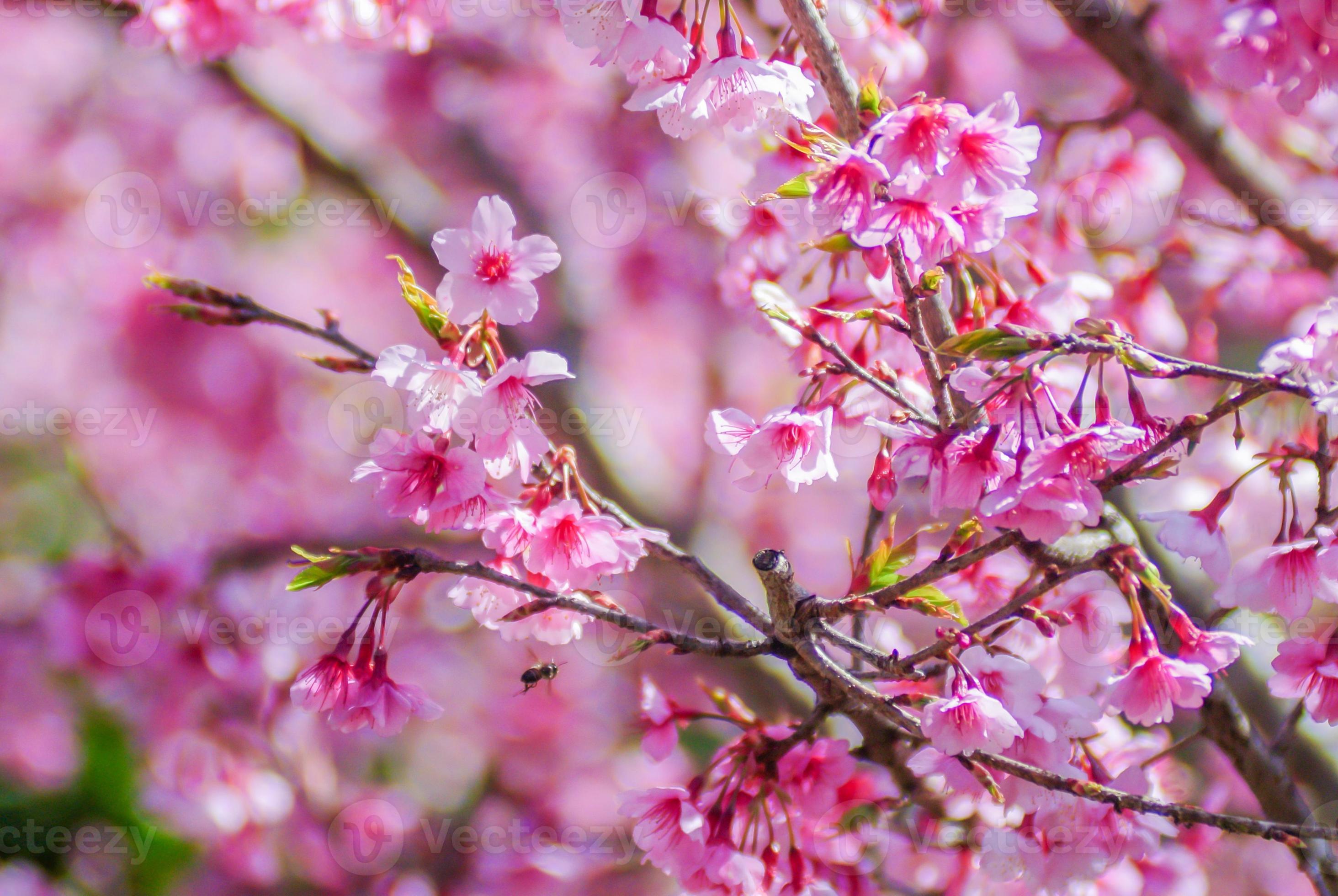 Pink Cherry Blosssom in spring 7103874 Stock Photo at Vecteezy