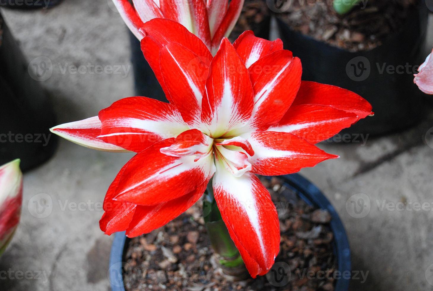 Amarylis flower, full bloom in a tropical botanical garden. Hippeastrum Amaryllis photo