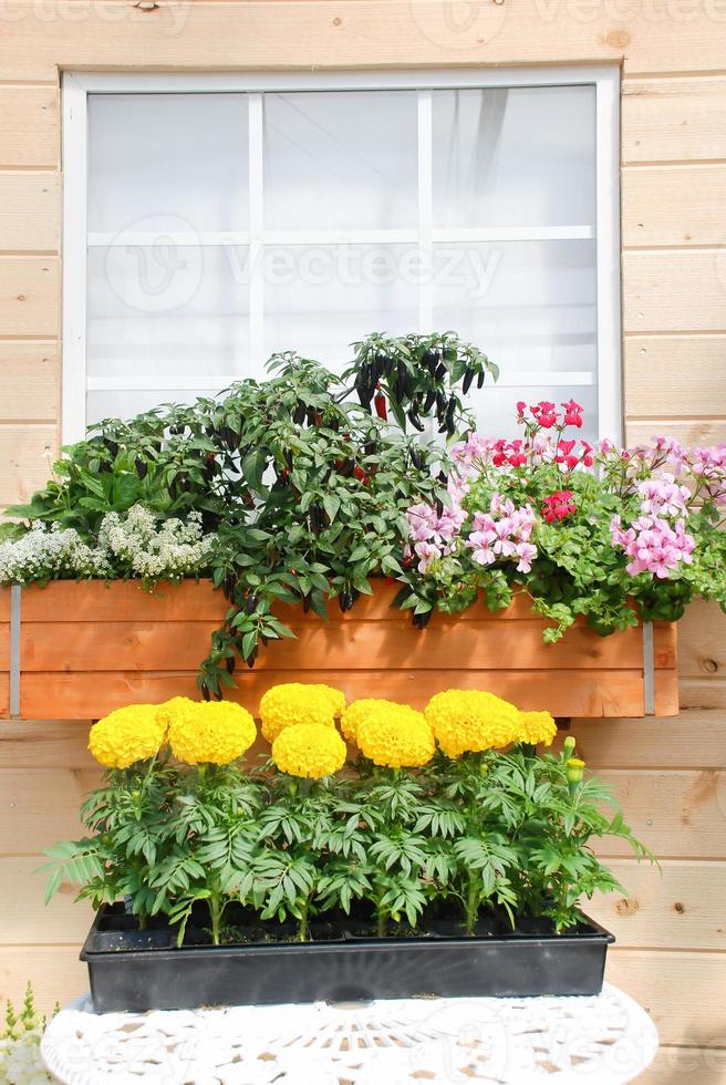 Marigolds Yellow Color Tagetes erecta, Mexican marigold photo