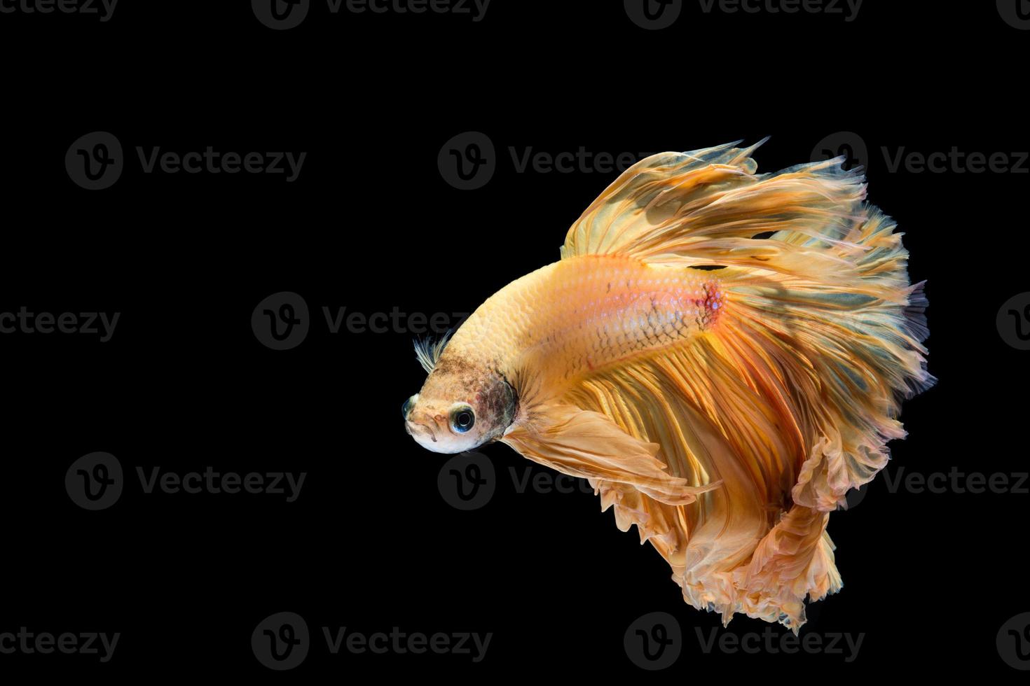 Yellow gold betta fish, siamese fighting fish on black background photo