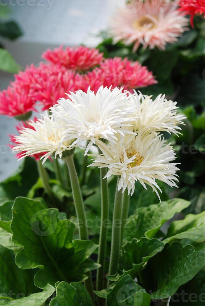 Margarita de gerbera blanca y rosa. planta de gerbera en maceta sobre la mesa. plena floración. foto