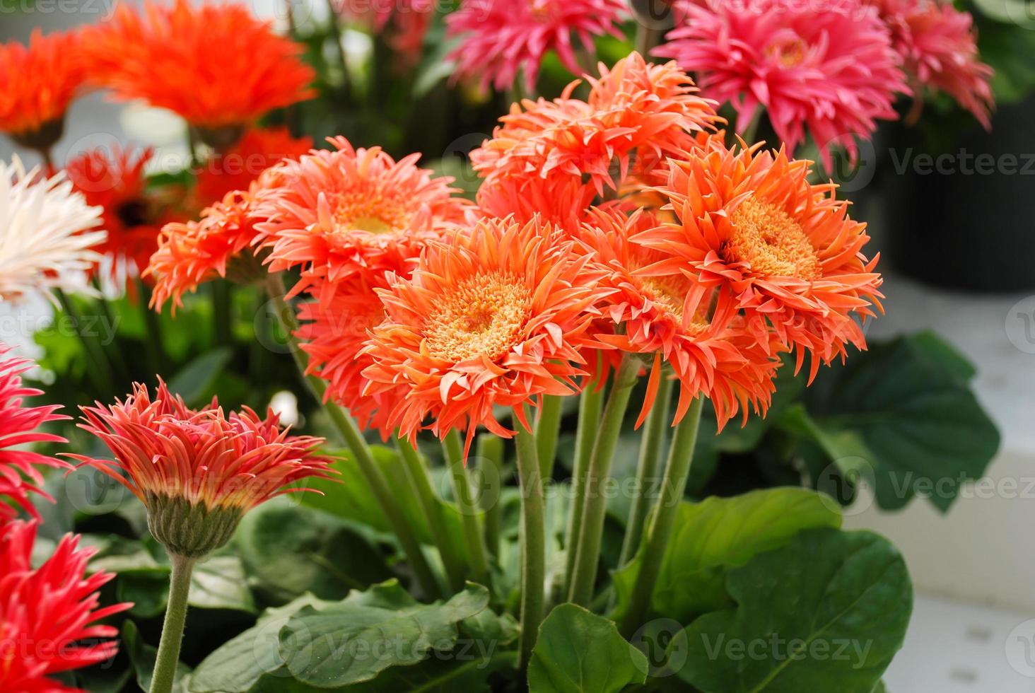 Orange Gerbera daisy. Gerbera plant in pot on the table. Full bloom. photo
