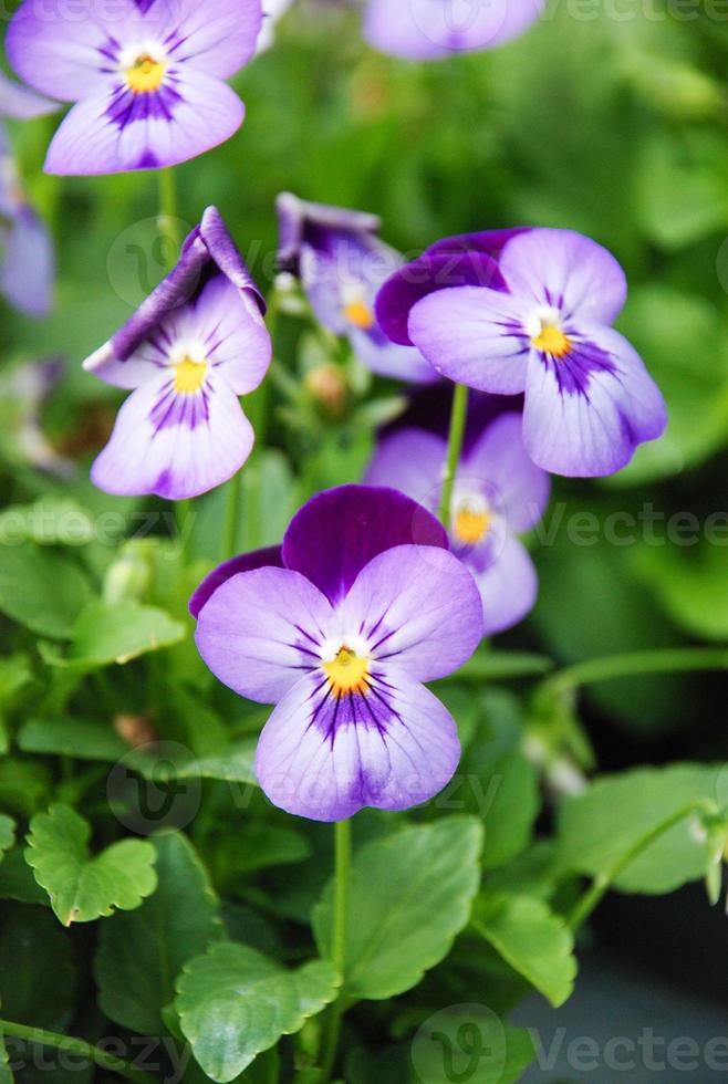 Heartsease Viola or Violet. Viola is a genus of flowering plants in the violet family Violaceae. photo