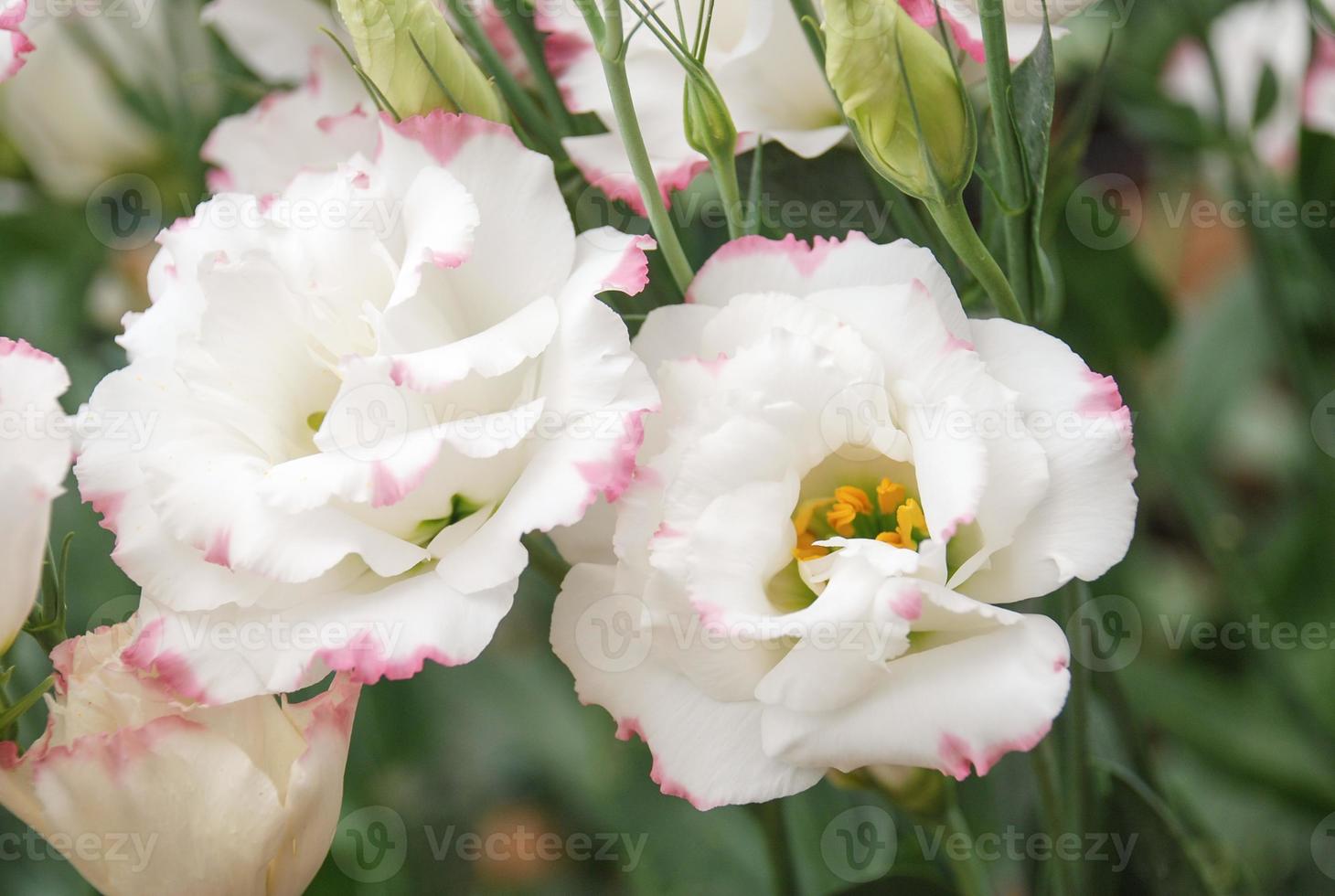 genciana de la pradera, eustoma, lisianthus. flor blanca con borde rosa foto