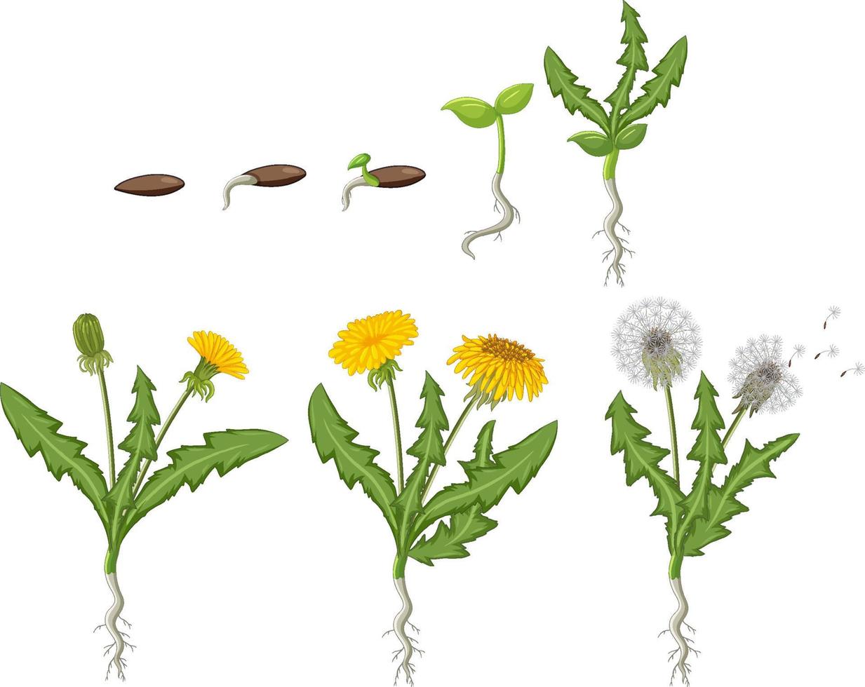 Set of dandelion life cycle vector