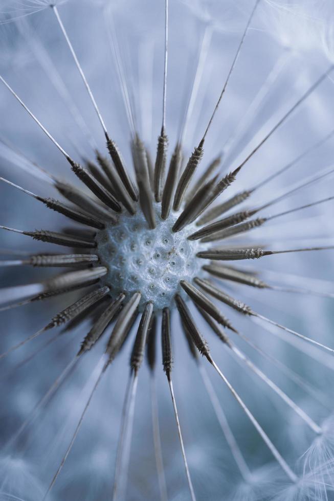 beautiful dandelion flower seed in springtime photo