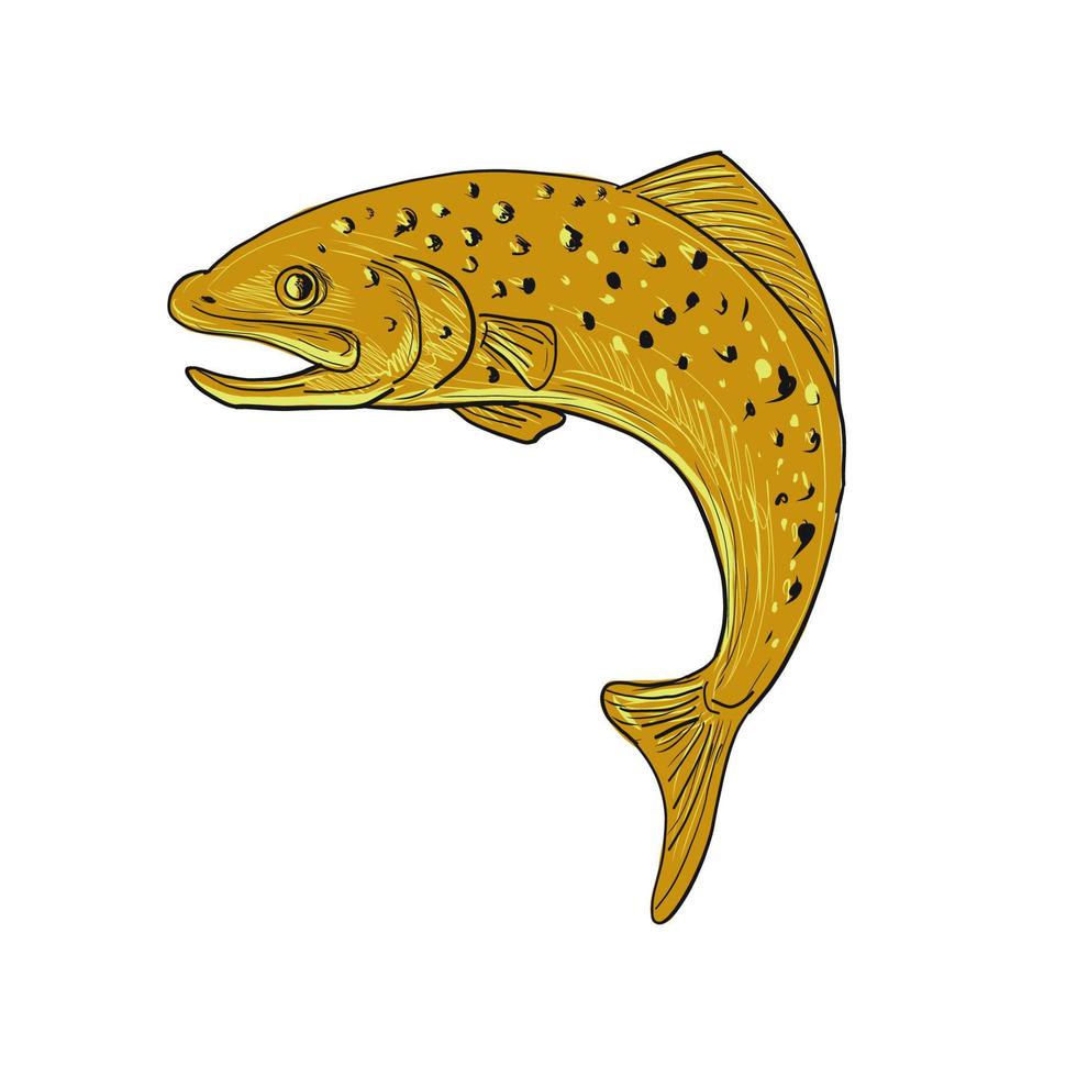 Brown Trout Jumping Drawing vector