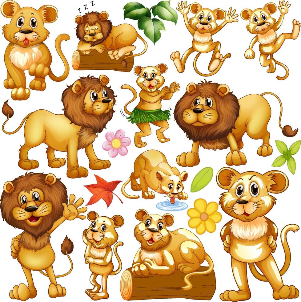Many lion and lioness on white background vector