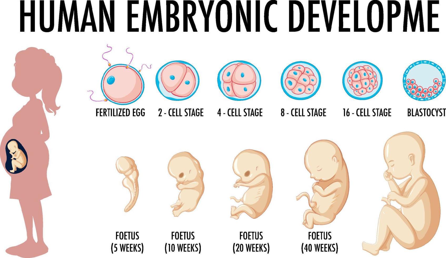 diagrama que muestra el desarrollo embrionario humano 7105987 Vector en  Vecteezy