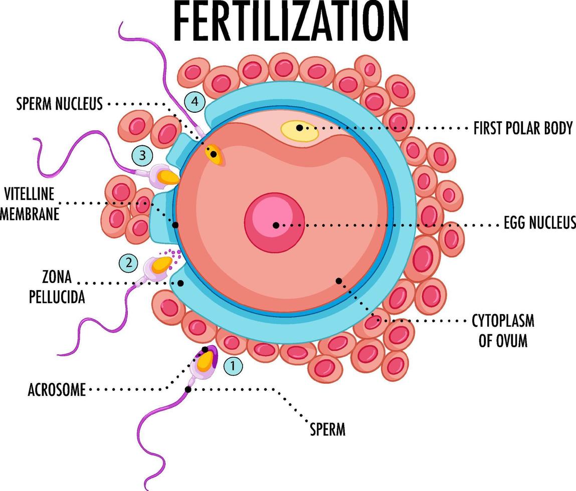 Diagram showing fertilization in human vector