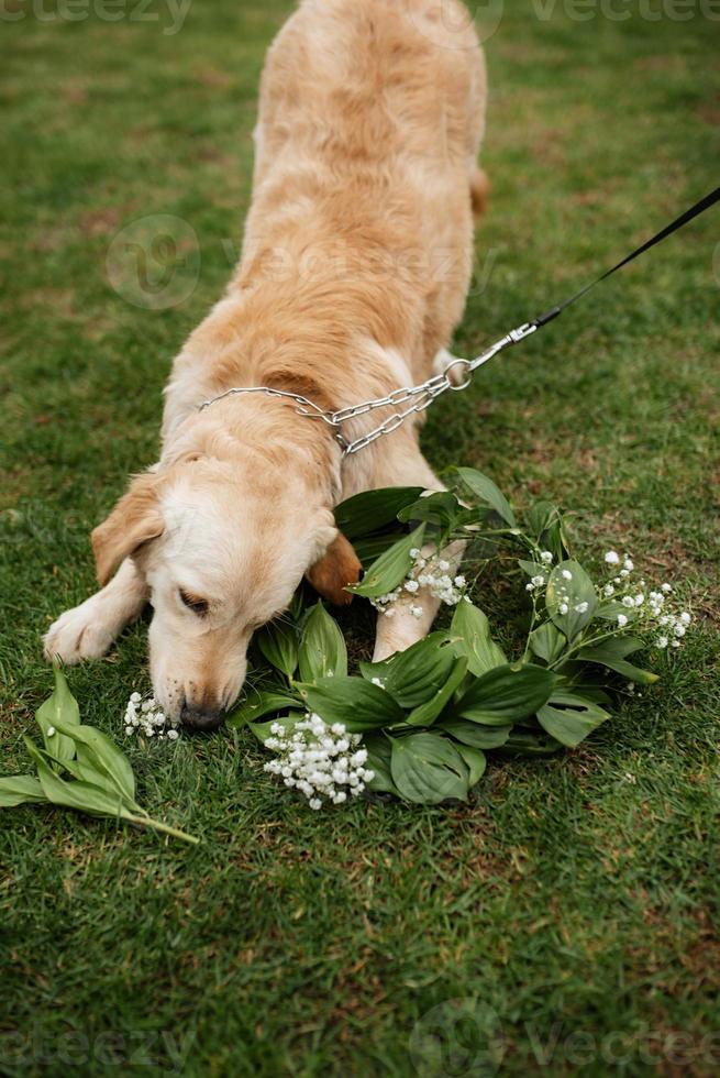 perro golden retriever en una boda foto