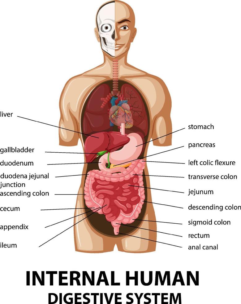 diagrama que muestra el sistema digestivo humano interno vector