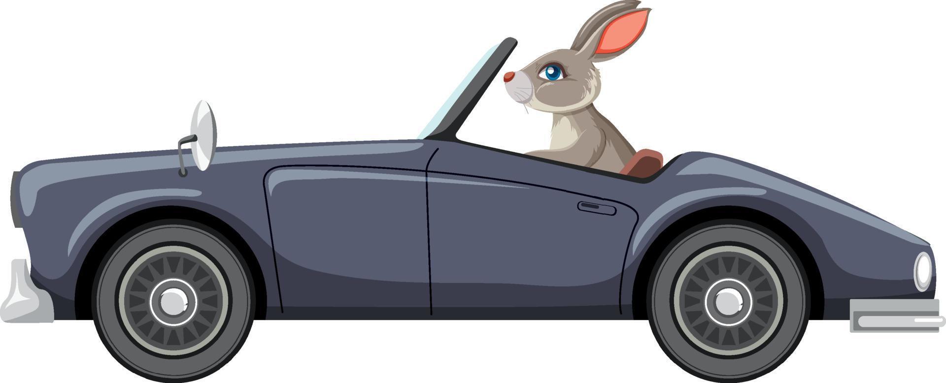 un conejo en coche clásico sobre fondo blanco vector