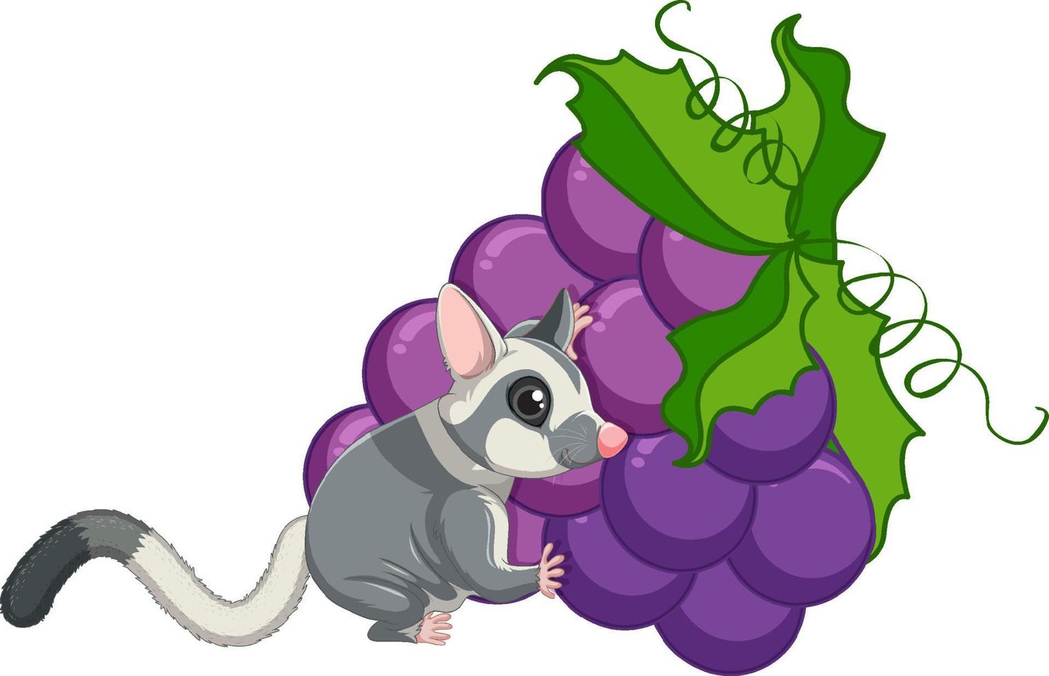 Sugar glider eating grapes vector