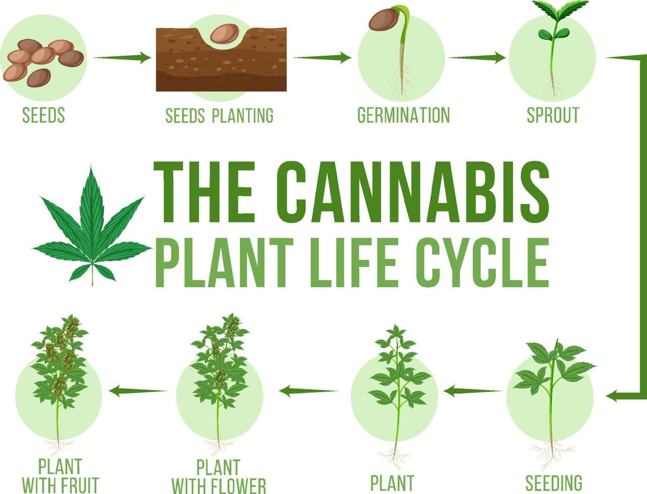 Cannabis plant life cycle vector