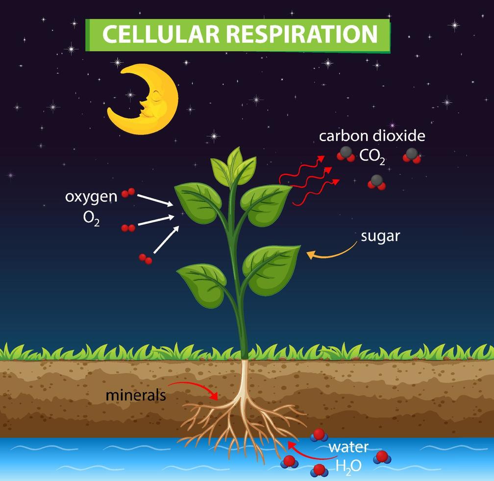 Diagram showing cellular respiration in plant vector