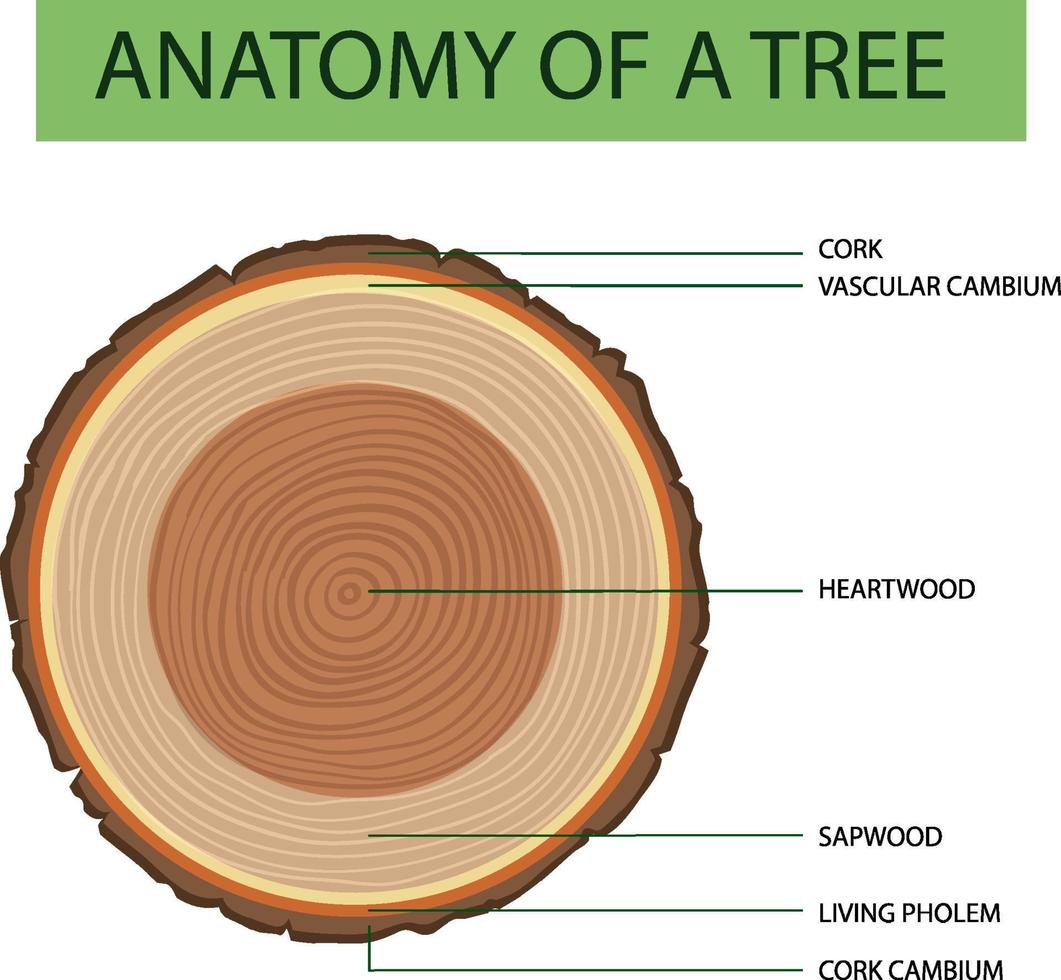 anatomia del tronco de un arbol vector