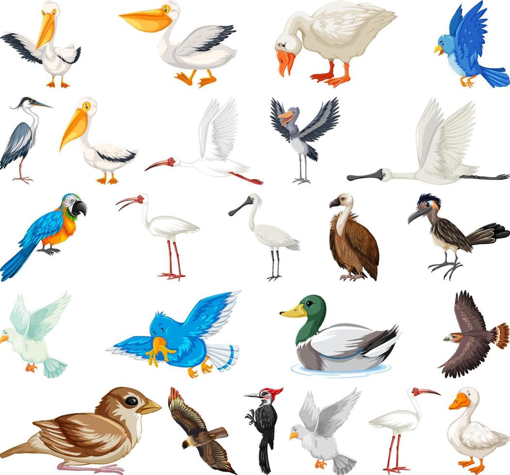 Different kinds of birds collection vector