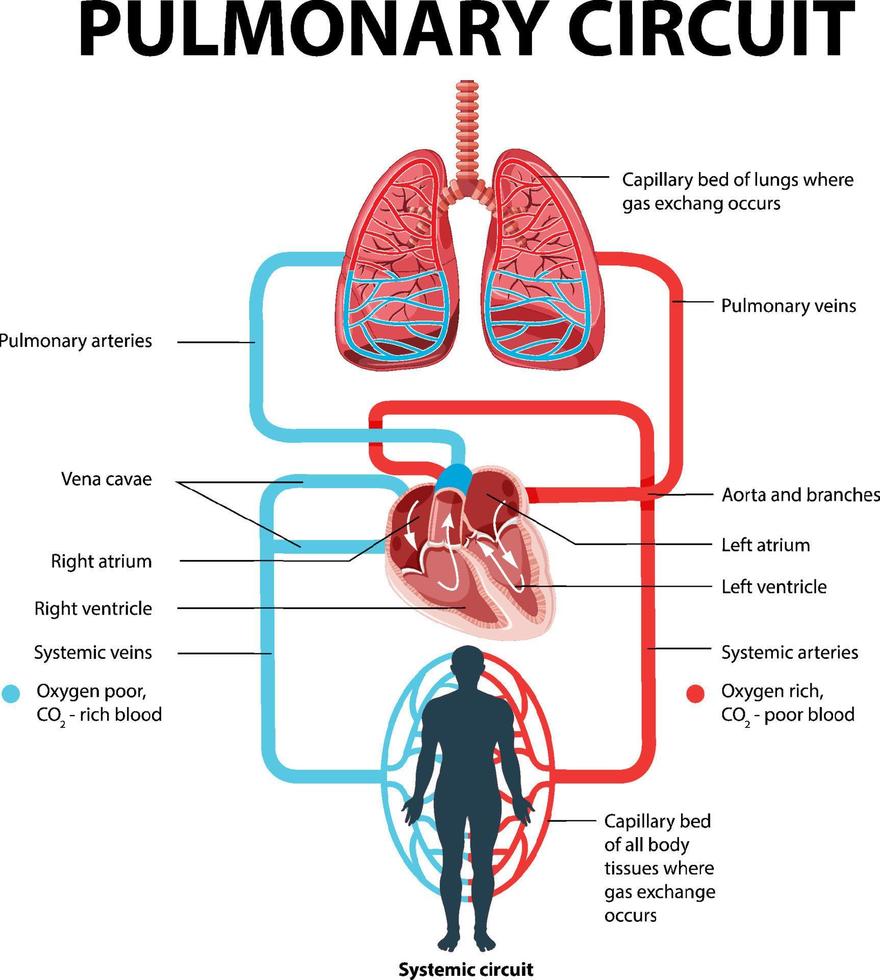 Diagram showing pulmonary circuit vector