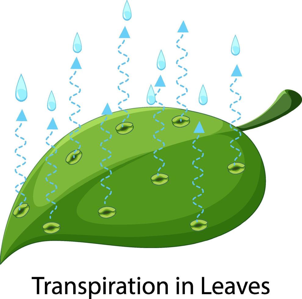 Science concept with transpiration in leaves vector