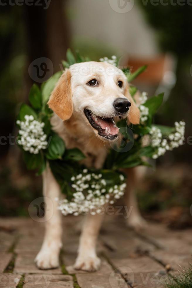 perro golden retriever en una boda foto