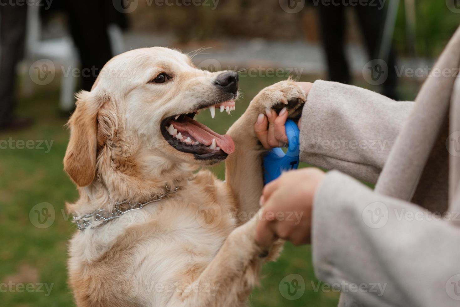 perro golden retriever en una boda foto