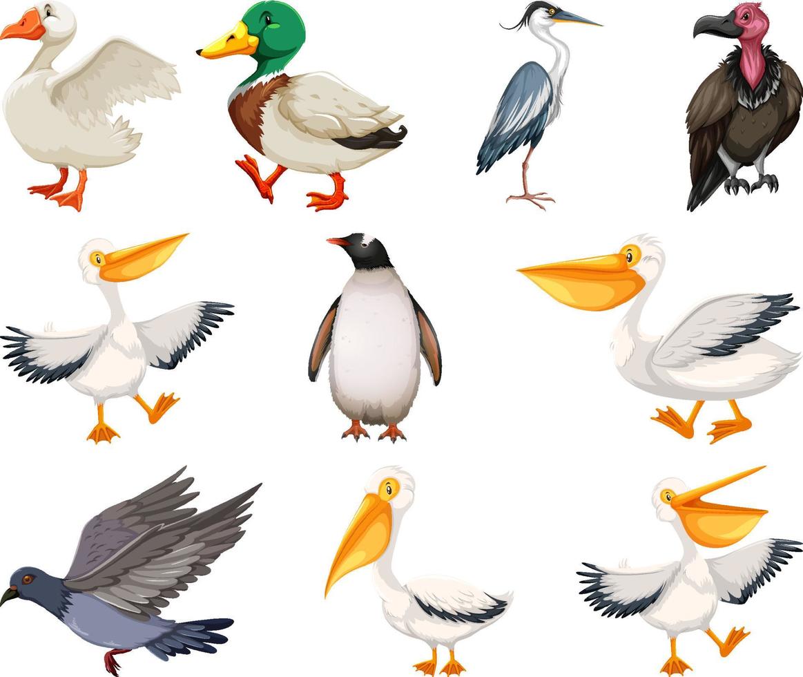 diferentes tipos de colección de aves vector