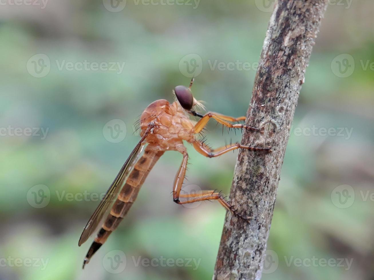 Robberfly gold on twigs with a natural background photo