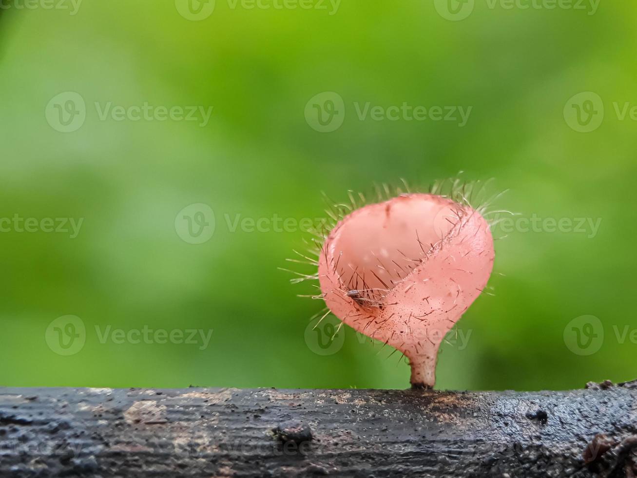 Snails on mushrooms and dragonflies against a natural background photo