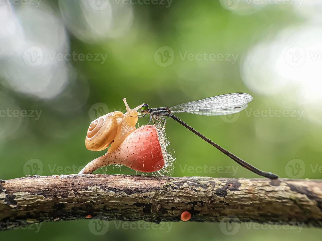 Snails on mushrooms and dragonflies against a natural background photo