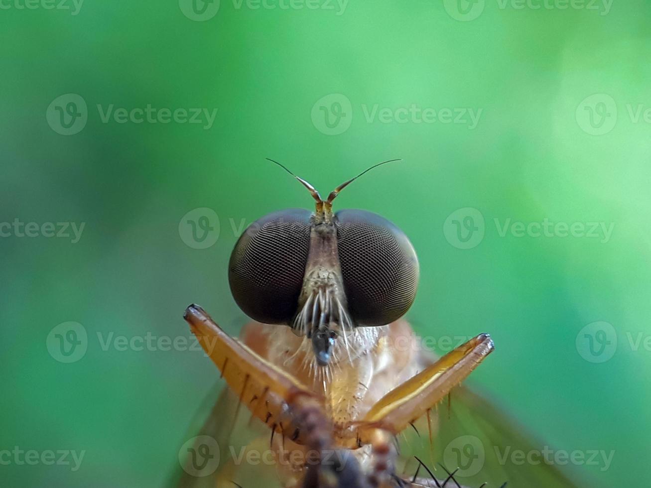 Robberfly gold on twigs with a natural background photo