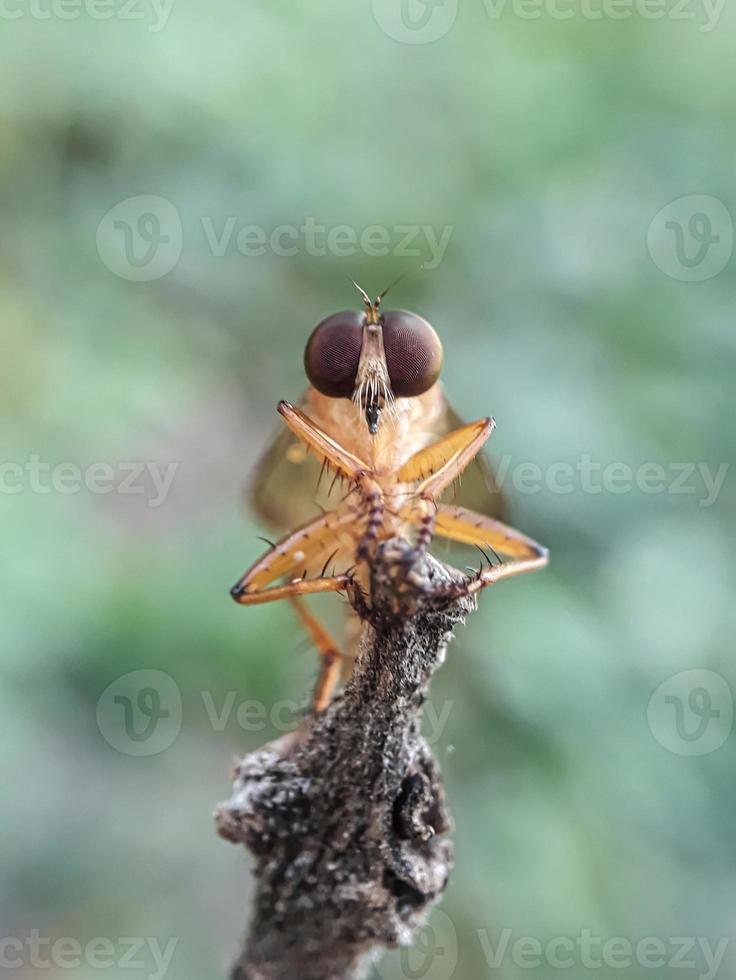 Robberfly gold on twigs with a natural background photo