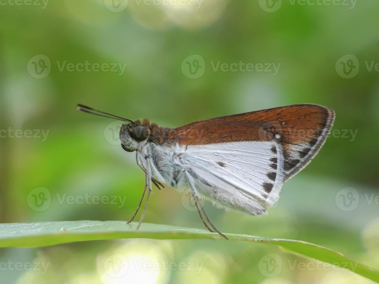 pequeña mariposa polilla marrón blanca foto