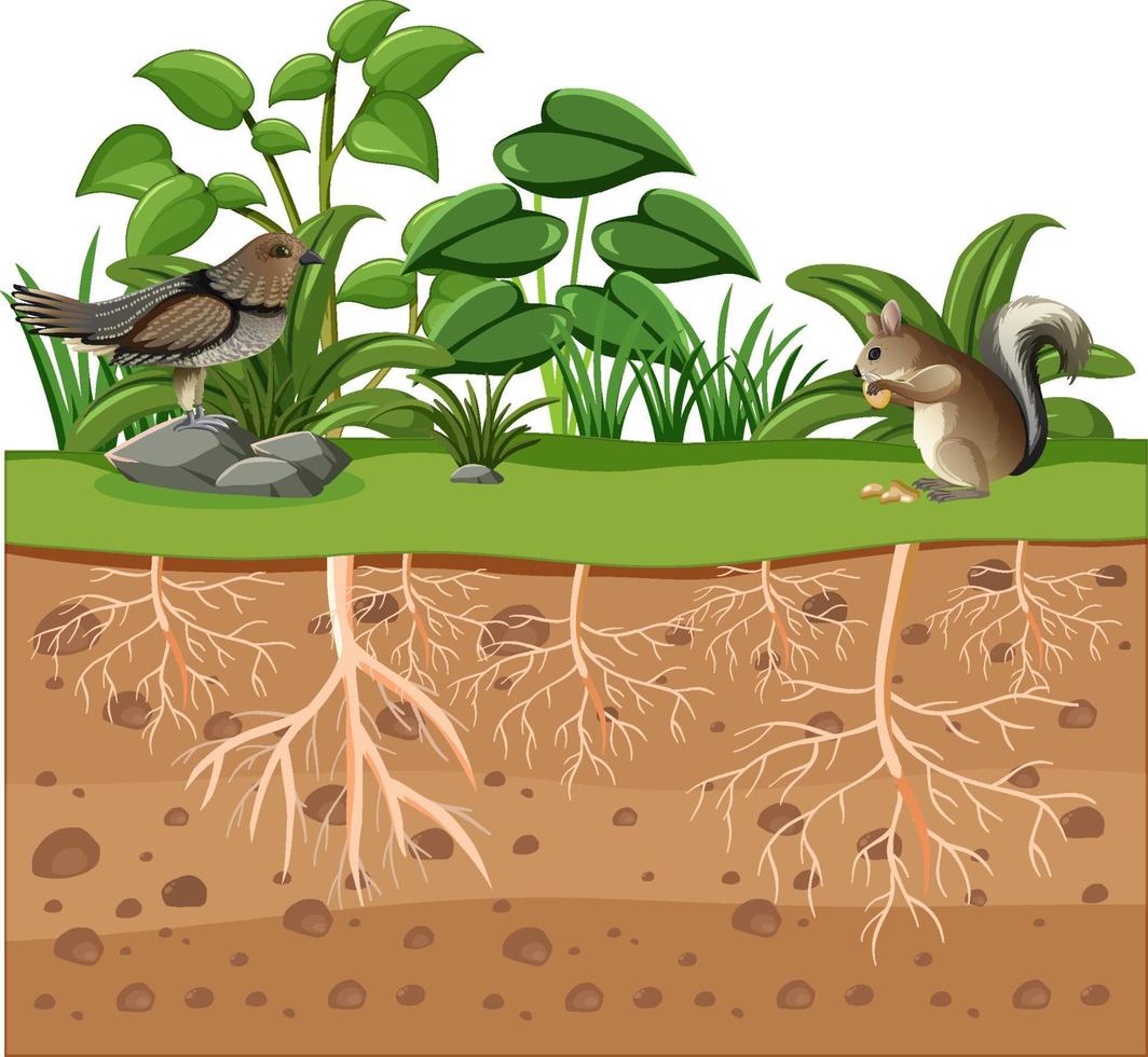 Scientific education of plant and its root vector