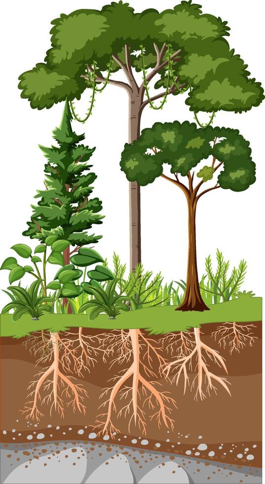 educación científica de la planta y su raíz vector