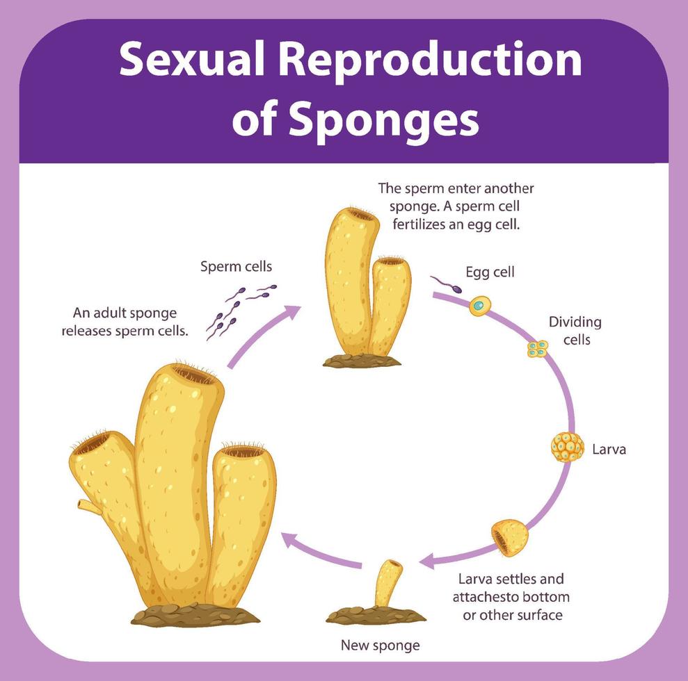 Diagram showing reproduction in sponges vector