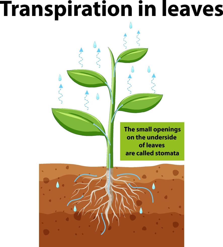 Science concept with transpiration in leaves vector