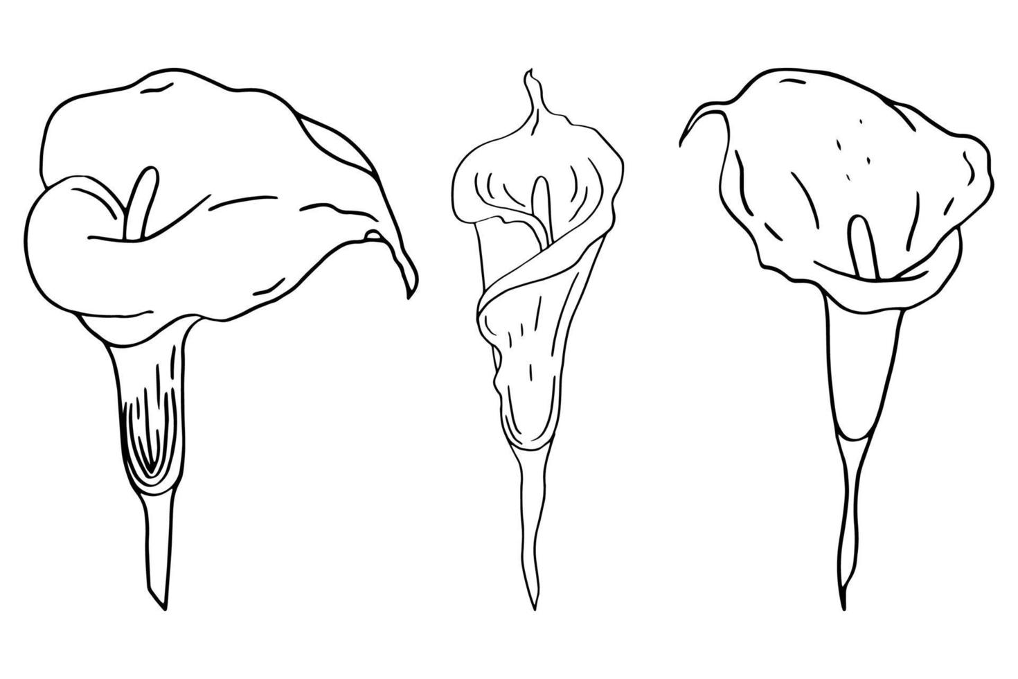 Calla Doodle Flower vector