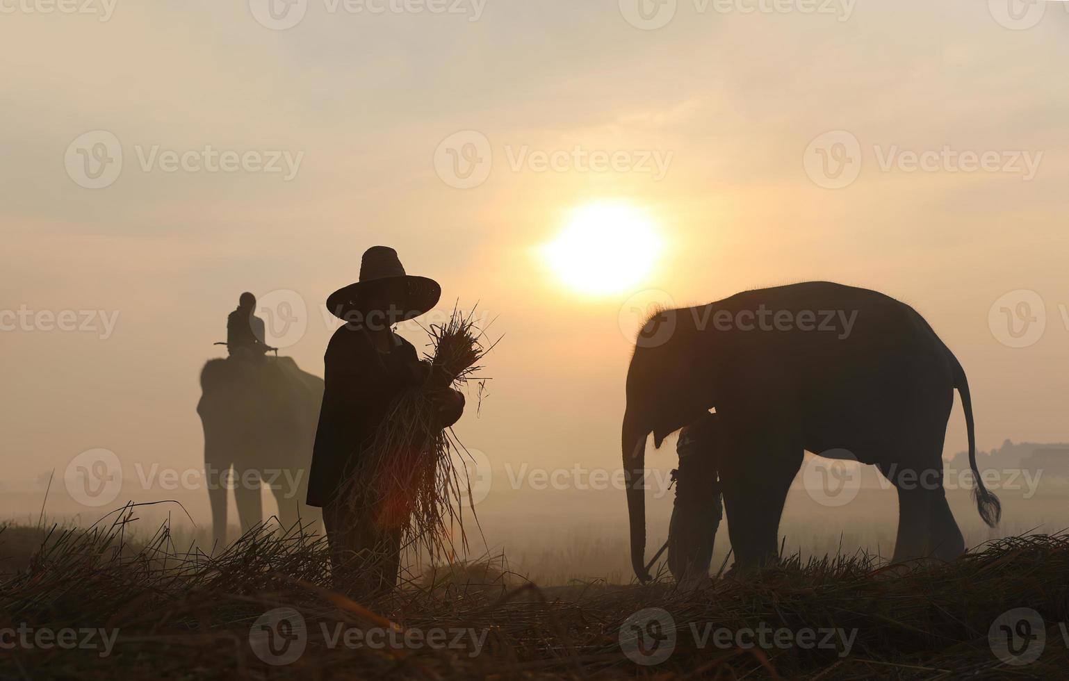 Silhouette elephant on the background of sunset,elephant thai in surin thailand. photo