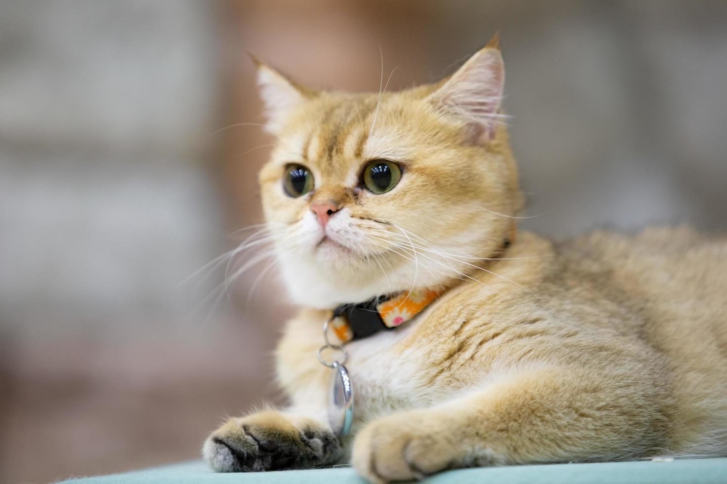 A beautiful domestic cat is resting in a light warm room, a gray Shorthair cat with green eyes looking at the camera photo