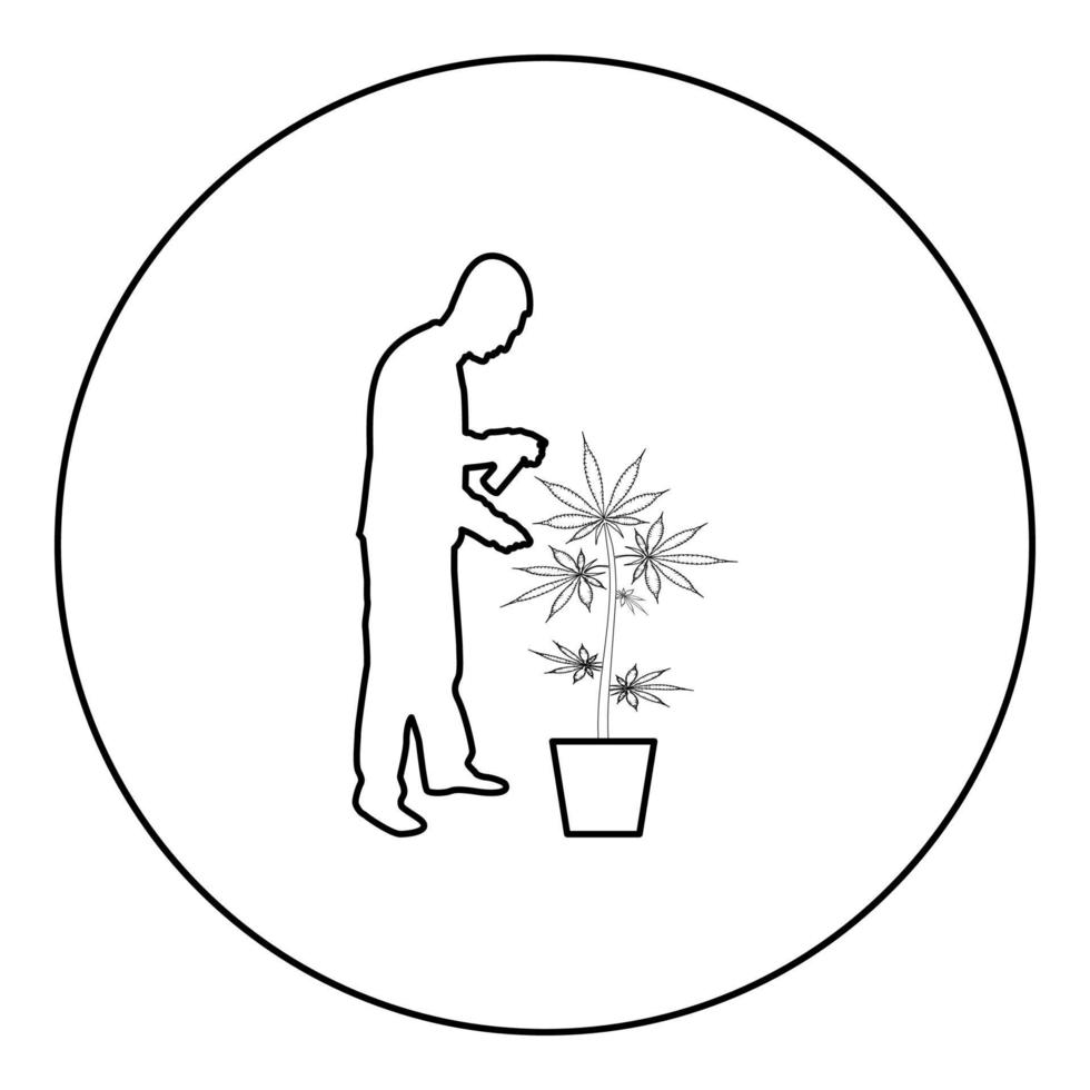 Man caring for marijuana plant in pot Water spraying using hand sprinkler Watering Gardening harvesting concept at home silhouette in circle round black color vector illustration contour outline