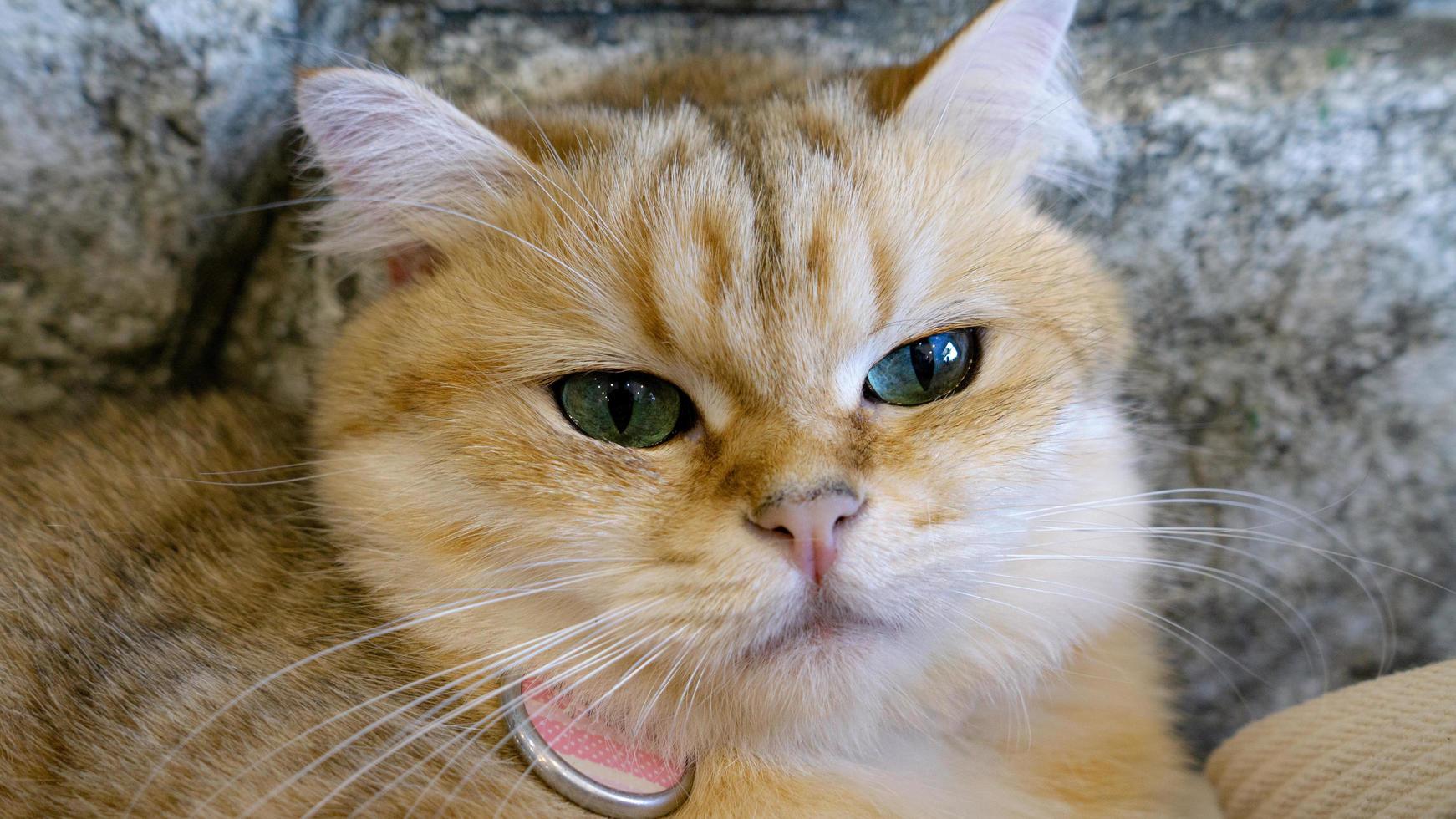 A beautiful domestic cat is resting in a light warm room, a gray Shorthair cat with green eyes looking at the camera photo